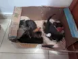 Gatos filhotes