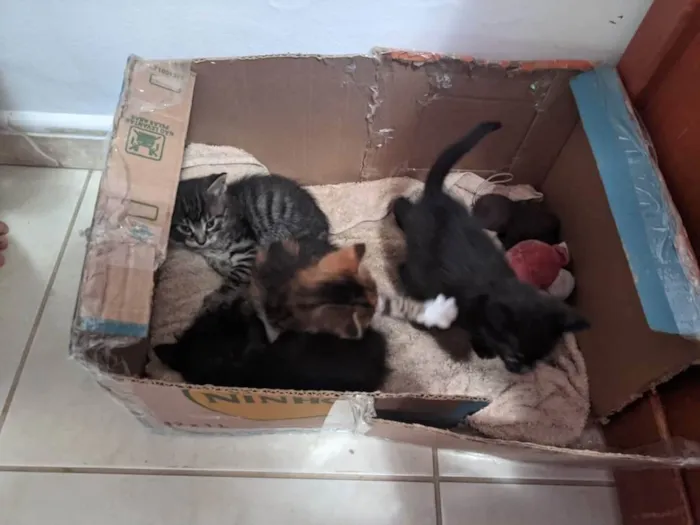 Gato ra a  idade Abaixo de 2 meses nome Gatos filhotes