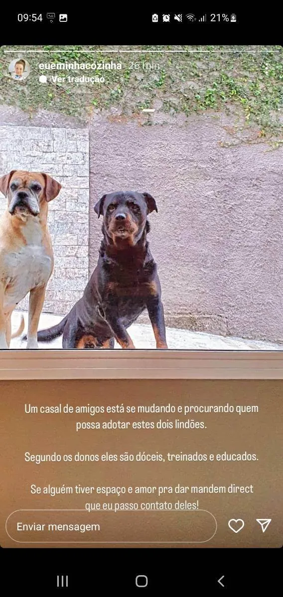 Cachorro ra a Boxer idade 6 ou mais anos nome João 