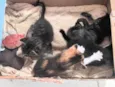 Gatos filhotes