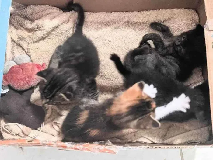 Gato ra a  idade Abaixo de 2 meses nome Gatos filhotes