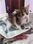 Gatos filhotes