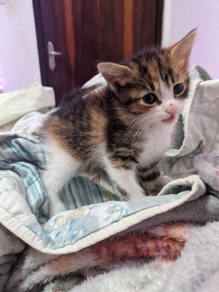 Gato ra a  idade Abaixo de 2 meses nome Gatos filhotes