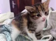 Gatos filhotes