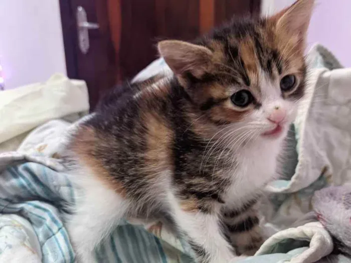 Gato ra a  idade Abaixo de 2 meses nome Gatos filhotes