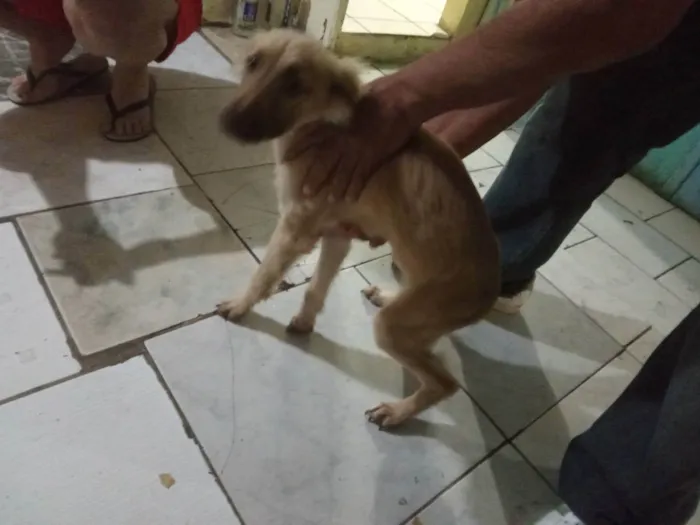 Cachorro ra a Vira lata idade 7 a 11 meses nome Pantufa