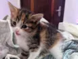 Gatos filhotes