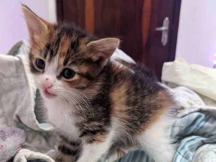Gato ra a  idade Abaixo de 2 meses nome Gatos filhotes