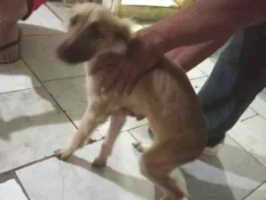 Cachorro raça Vira lata idade 7 a 11 meses nome Pantufa