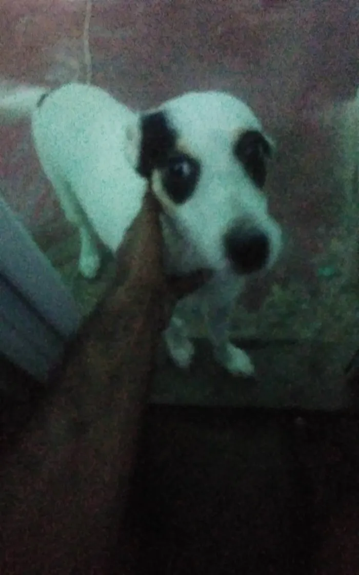 Cachorro ra a Vira-lata com pudou idade 7 a 11 meses nome Skull