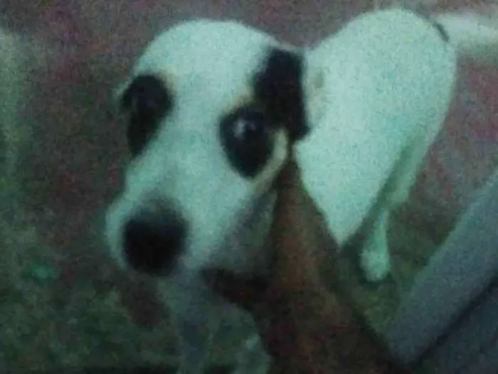 Cachorro ra a Vira-lata com pudou idade 7 a 11 meses nome Skull