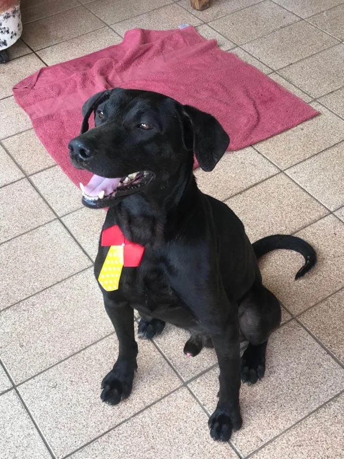Cachorro ra a Labrador mestiço idade 3 anos nome Negão
