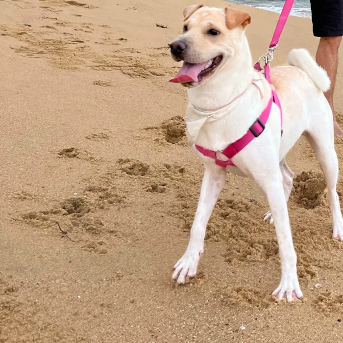 Cachorro ra a Sem raça idade 1 ano nome Tequila