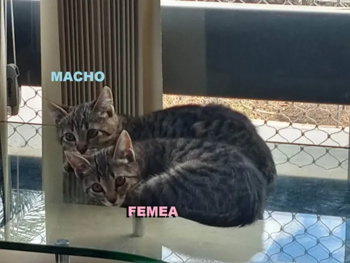 Gato ra a SRD idade 2 a 6 meses nome Sem Nome