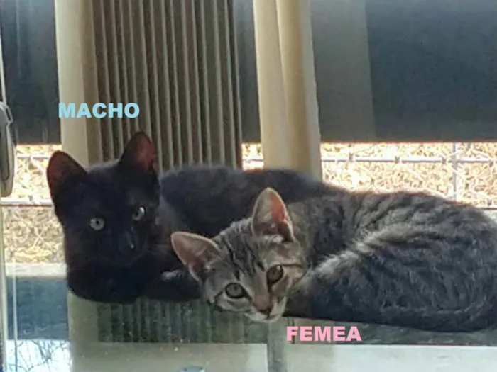 Gato ra a SRD idade 2 a 6 meses nome Sem Nome