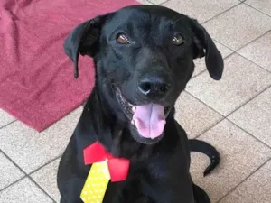 Cachorro raça Labrador mestiço idade 3 anos nome Negão