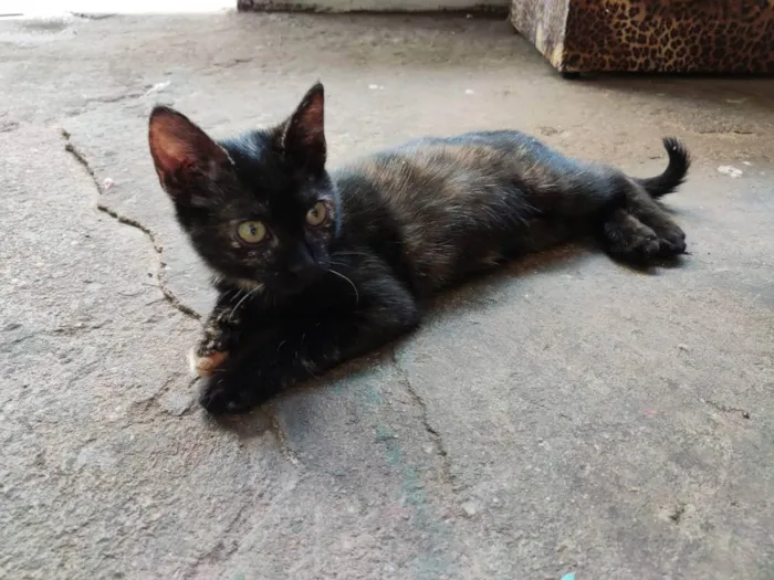 Gato ra a SRD idade 2 a 6 meses nome Serafina