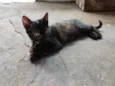 Serafina