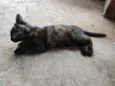 Serafina