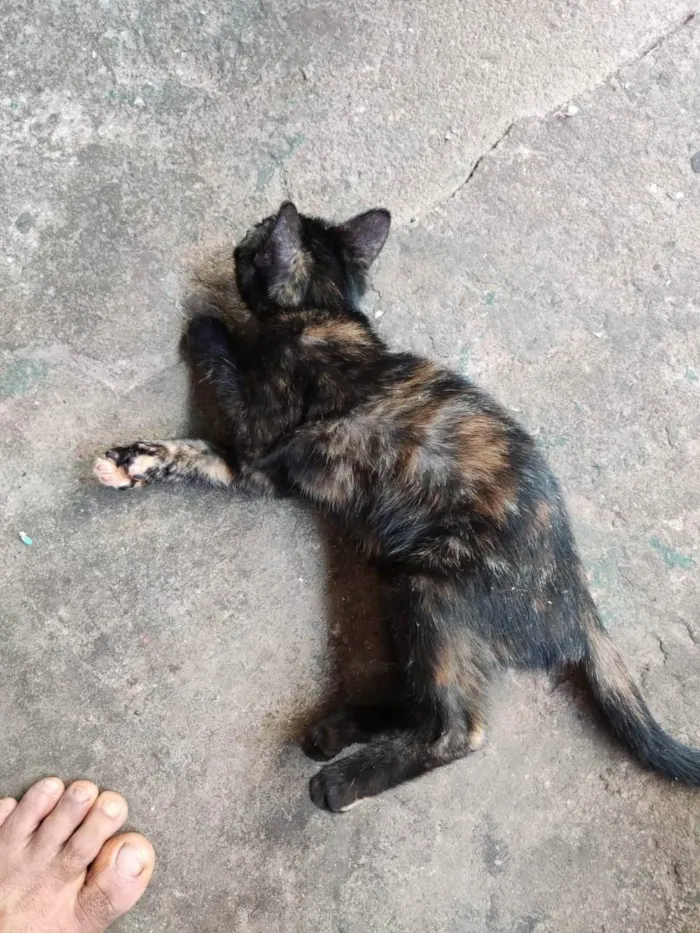 Gato ra a SRD idade 2 a 6 meses nome Serafina