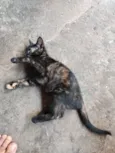 Serafina