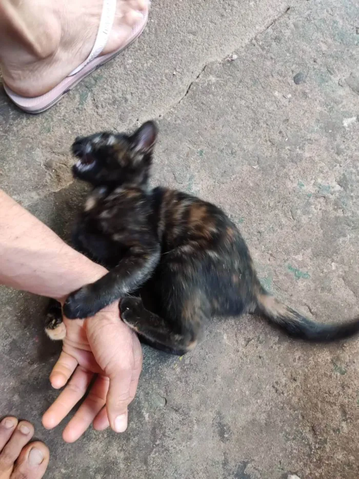 Gato ra a SRD idade 2 a 6 meses nome Serafina