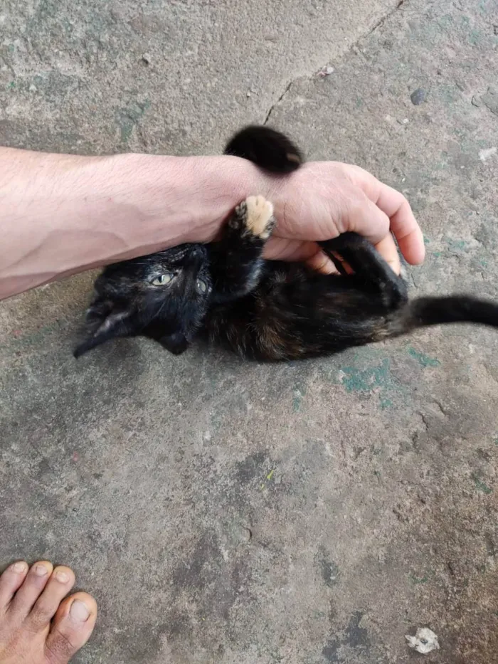 Gato ra a SRD idade 2 a 6 meses nome Serafina