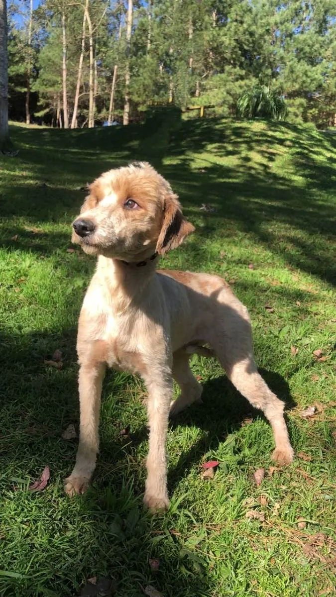 Cachorro ra a srd idade 2 anos nome BEN