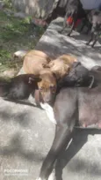 Cachorro raça Pitbull misturado idade 2 a 6 meses nome Abandonados