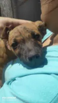 Cachorro raça Pitbull misturado idade 2 a 6 meses nome Abandonados