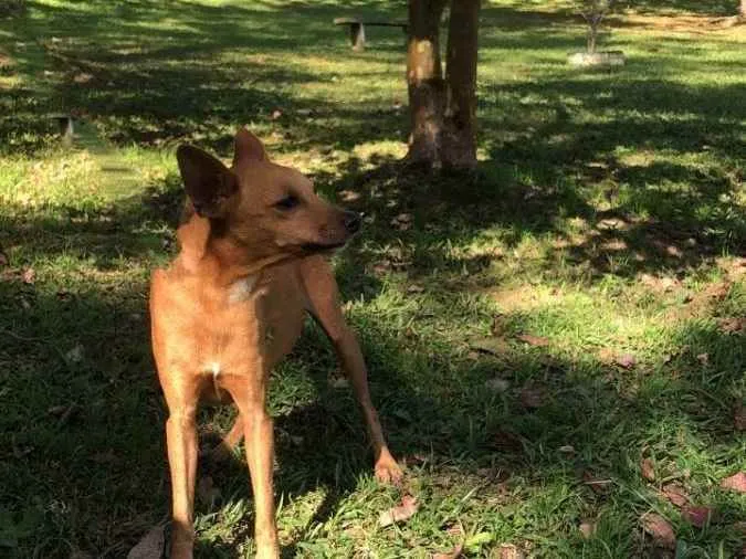 Cachorro ra a srd idade 3 anos nome KIKO