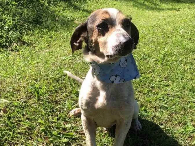 Cachorro ra a srd idade 2 anos nome Quinzinho