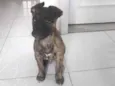 Zequinha 