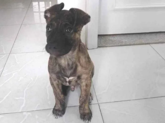 Cachorro ra a Srd idade 2 a 6 meses nome Zequinha 