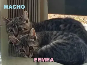Gato raça SRD idade 2 a 6 meses nome Sem Nome