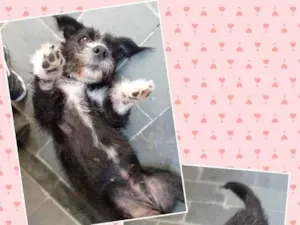 Cachorro raça Srd idade 3 anos nome Menina