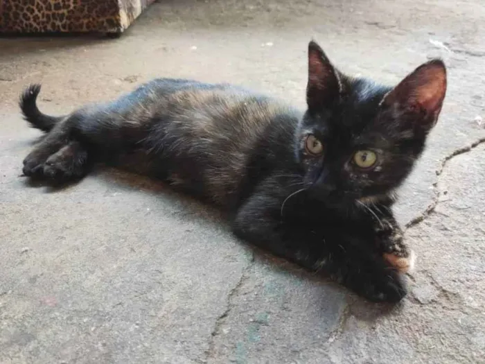 Gato ra a SRD idade 2 a 6 meses nome Serafina