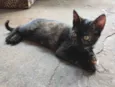 Serafina