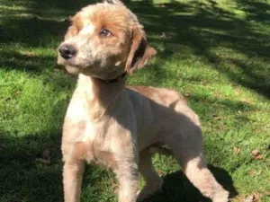 Cachorro raça srd idade 2 anos nome BEN
