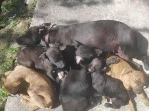 Cachorro raça Pitbull misturado idade 2 a 6 meses nome Abandonados