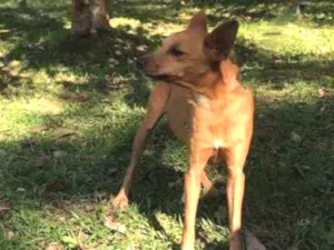 Cachorro raça srd idade 3 anos nome KIKO