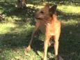 KIKO