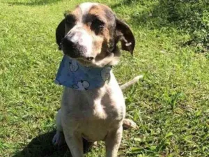 Cachorro raça srd idade 2 anos nome Quinzinho