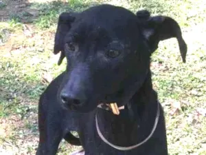 Cachorro raça srd idade 3 anos nome MARIA