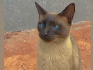 Gato raça Siamês idade 2 a 6 meses nome Gatinhos