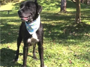 Cachorro raça srd idade 3 anos nome BONNY