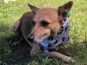 Cachorro raça srd idade 2 anos nome MABEL