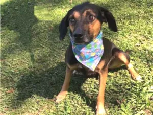 Cachorro raça srd idade 2 anos nome MAJU