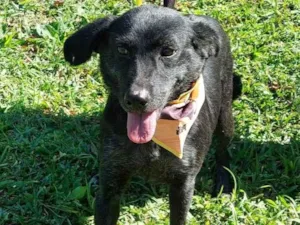 Cachorro raça srd idade 2 anos nome MILA