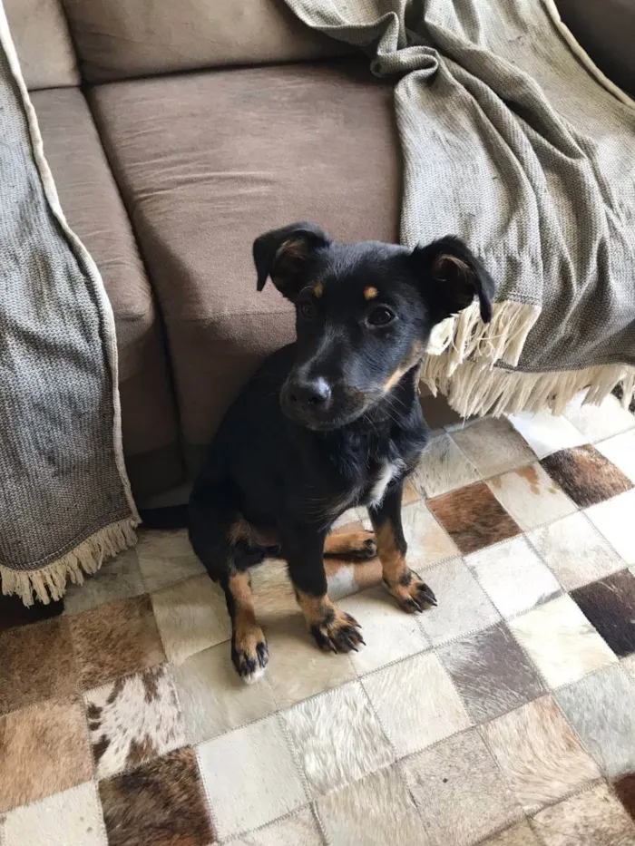 Cachorro ra a Parece cruza de pastor alemão idade 2 a 6 meses nome Sem nome
